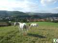 Foto Großzügiges Bauernhaus mit Wiesen - Pferdehaltung möglich!