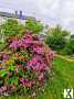 Foto TOP-Wohnhaus - ERSTBEZUG - mit Balkon, Terrasse, Garten, Garage