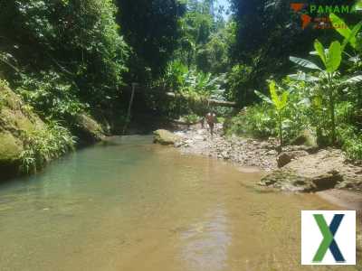 Foto Costa Rica - COSTA-RICA: Urwald Farm mit 31 ha Farm, Wasserquellen, Bächen bei Cahuita-Carbon